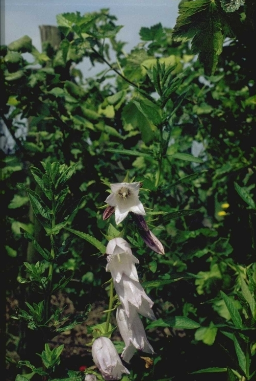 Campanula 'Burghaltii'