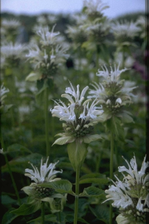 Bergamotplant - Monarda 'Sioux'