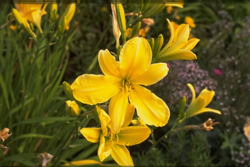 Daglelie - Hemerocallis 'Silver King'