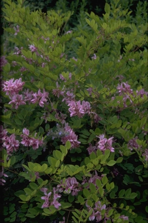 Indigoplant - Indigofera kirilowii