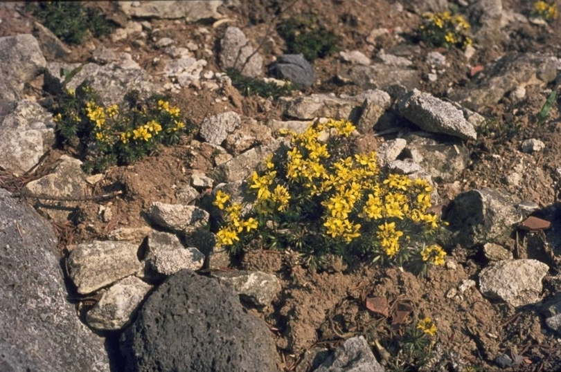 Draba lasiocarpa