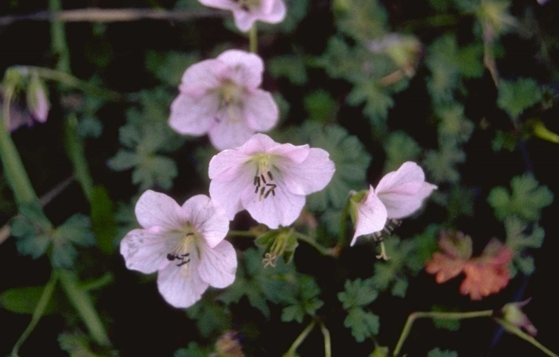 Ooievaarsbek - Geranium farreri