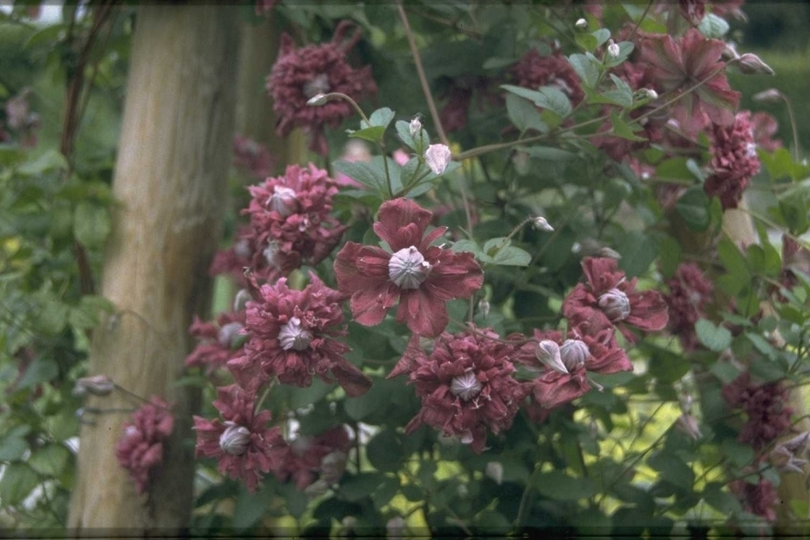 Italienische Clematis - Clematis viticella 'Purpurea Plena Elegans'.