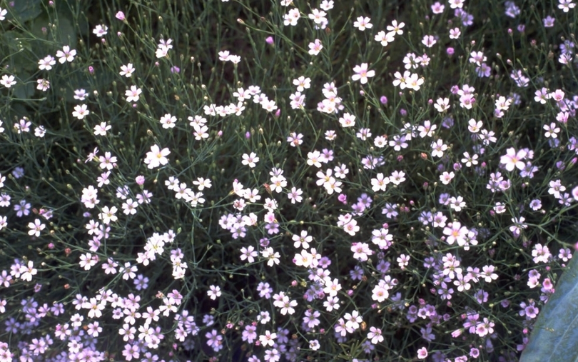 Petrorhagia saxifraga