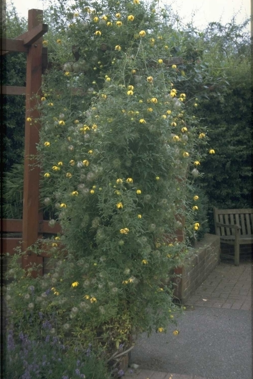 Clematis 'Aureolin'