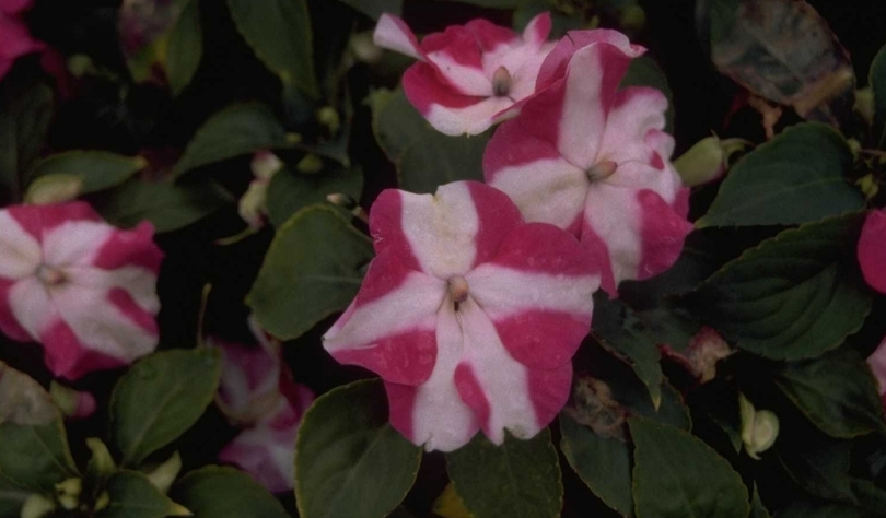 regisseur Geliefde stijfheid Impatiens walleriana 'Rose Star' kopen? Yarinde.nl | Tuinplanten