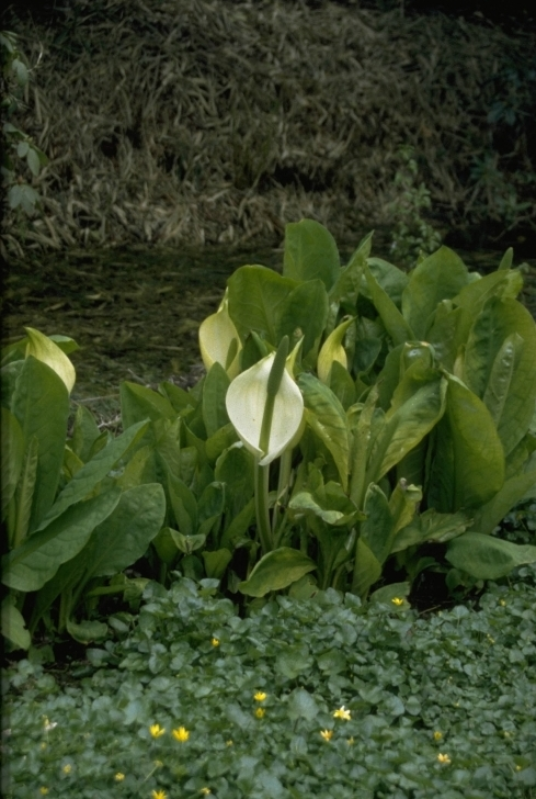 Lysichiton camtschatcensis