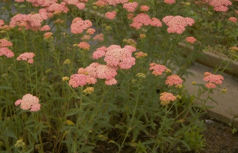 Gewoon duizendblad - Achillea millefolium 'Wesersandstein'