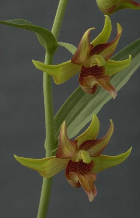 Epipactis 'Lowland Legacy'