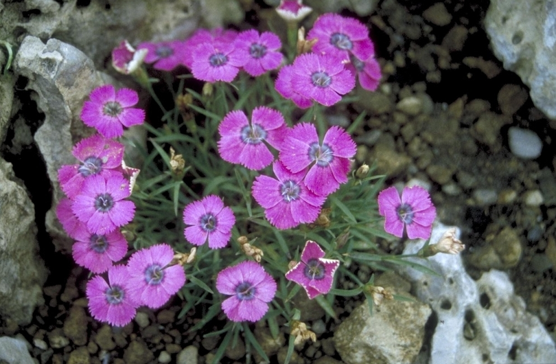 Pauwanjer - Dianthus pavonius 'Inshriach Dazzler'