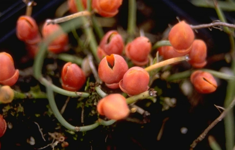 Ephedra minima