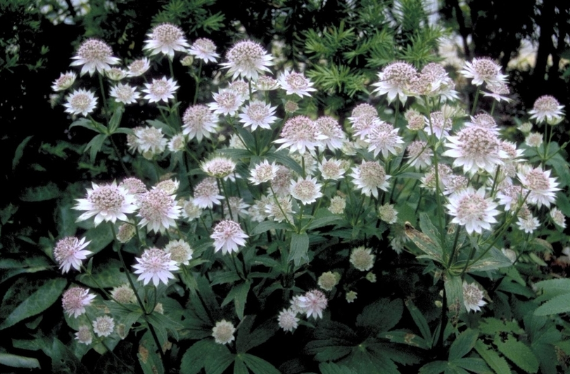 Zeeuws knoopje - Astrantia major 'Buckland'