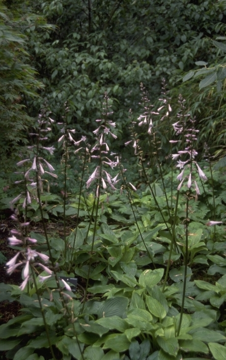 Hartlelie - Hosta elata