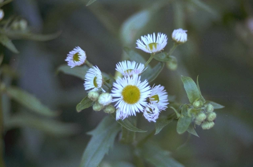 Zomerfijnstraal - Erigeron annuus