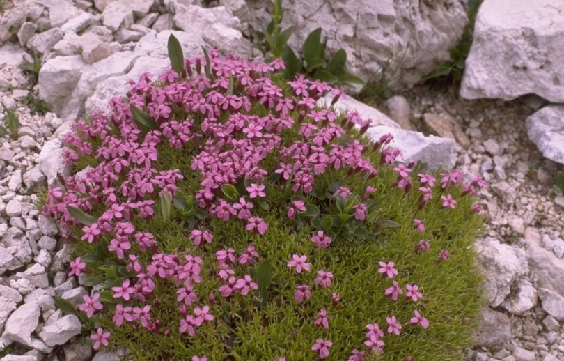 Silene - Silene acaulis