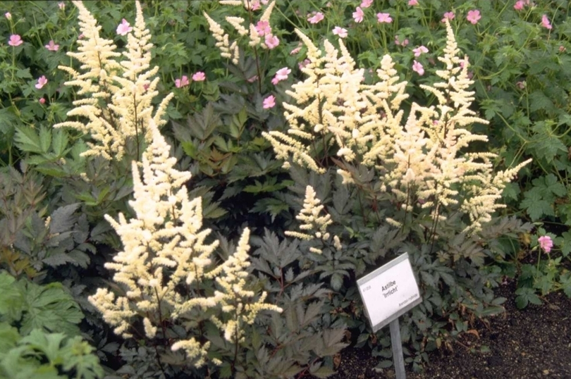 Spierstruik - Astilbe 'Irrlicht'