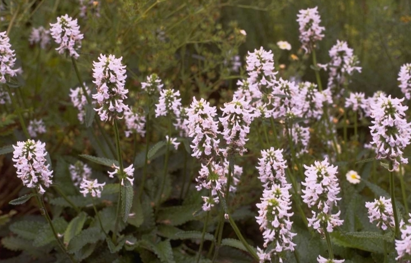 Stachys officinalis 'Alba'