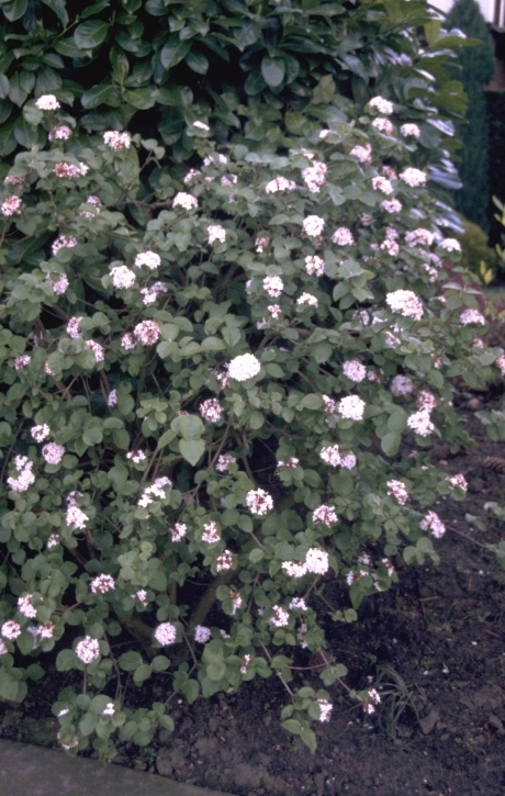 Sneeuwbal - Viburnum carlesii 'Aurora'