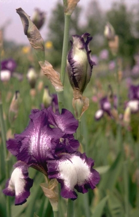 Iris 'Stepping Out'