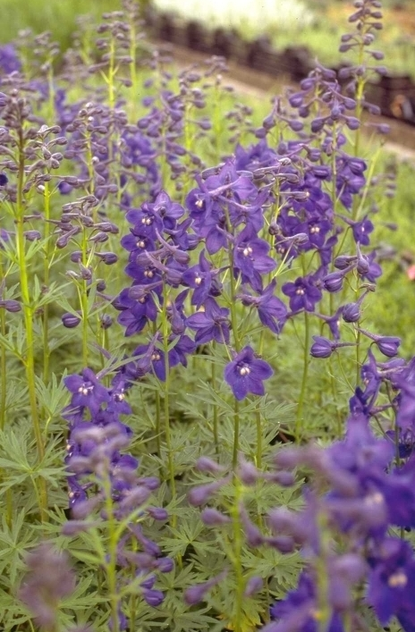 Ridderspoor - Delphinium 'Atlantis'