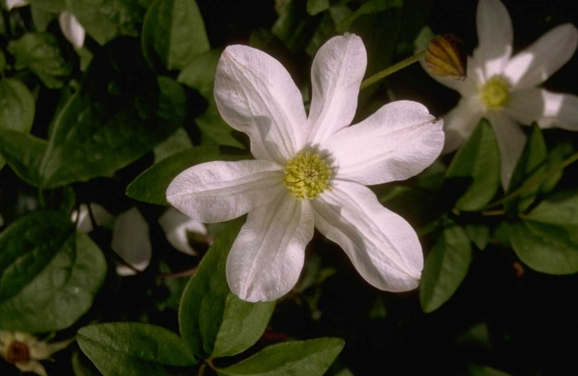 Clematis 'Huldine