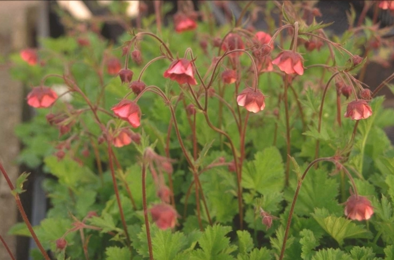 Knikkend nagelkruid - Geum rivale 'Leonard's Variety'