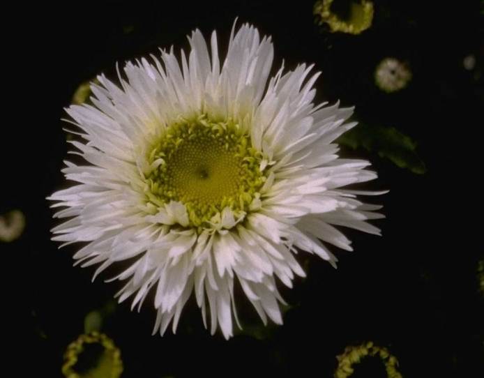 Magriet - Leucanthemum 'Snehurka'