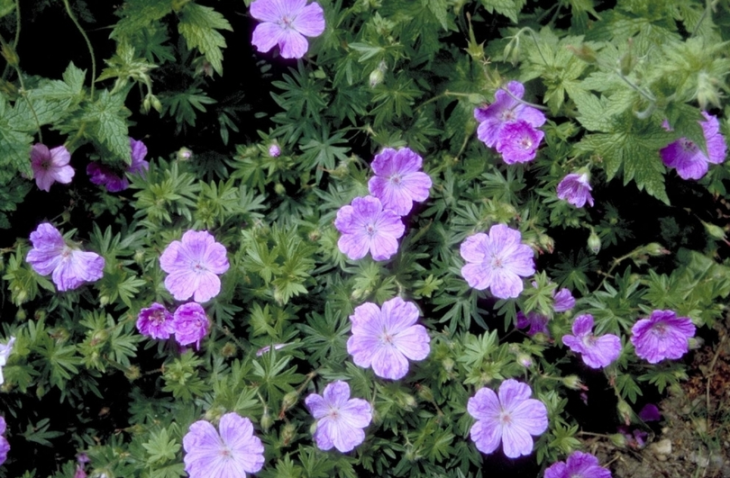 Bloedooievaarsbek - Geranium sanguineum 'Belle of Herterton'