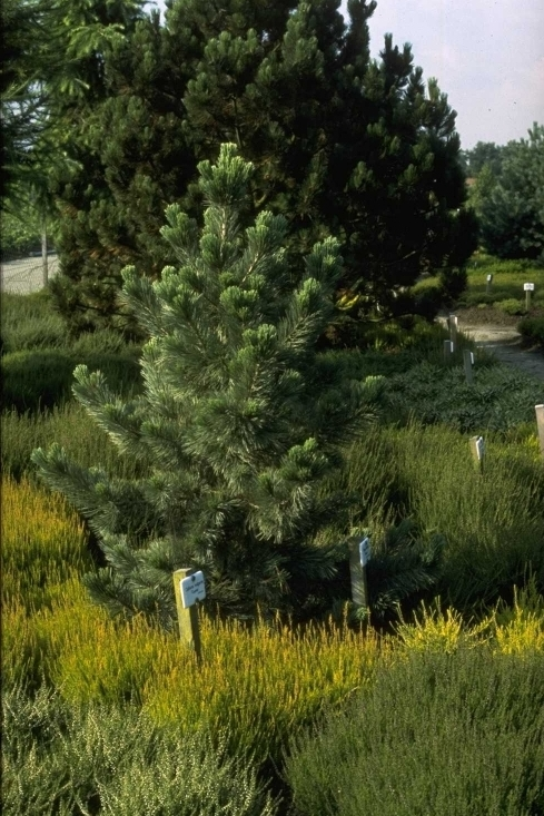 Kiefer - Pinus flexilis 'Firmament