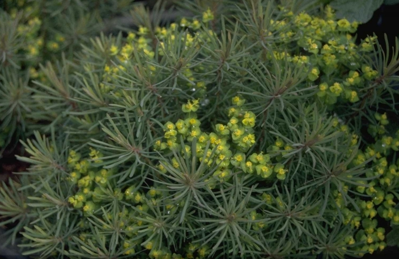 Cipreswolfsmelk - Euphorbia cyparissias 'Clarice Howard'