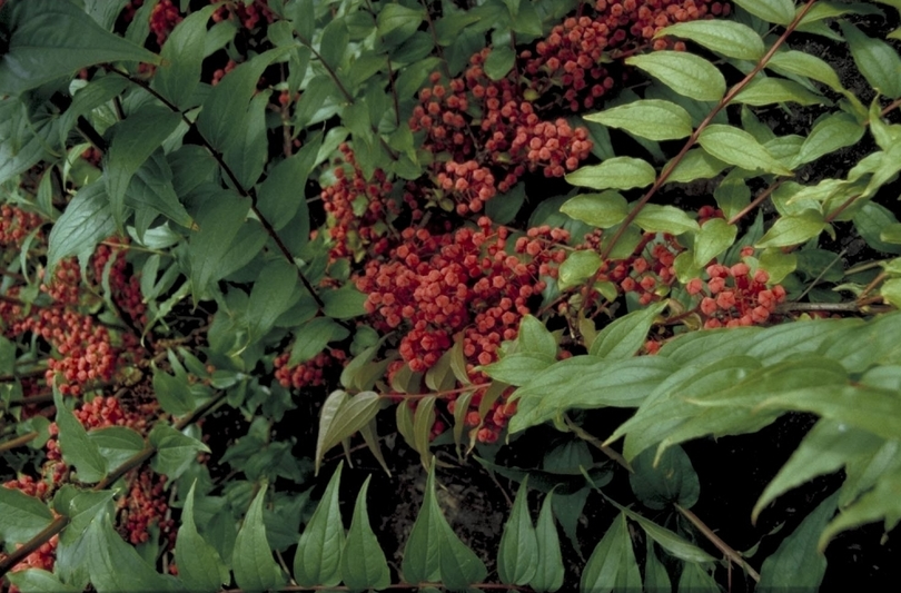 Coriaria japonica