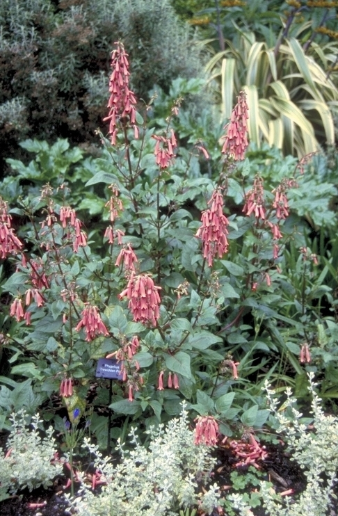 Phygelius 'Trewidden Pink'