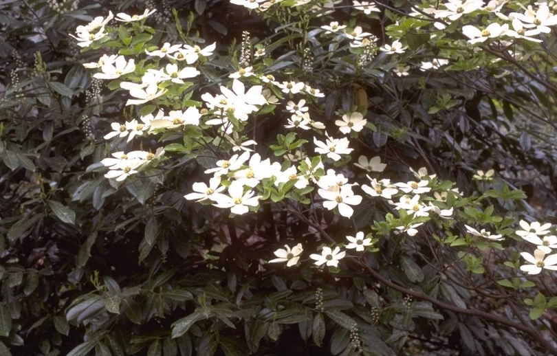 Cornus nuttallii 'Monarch'