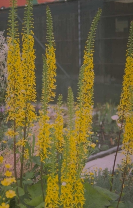 Kruiskruid - Ligularia 'Zepter'