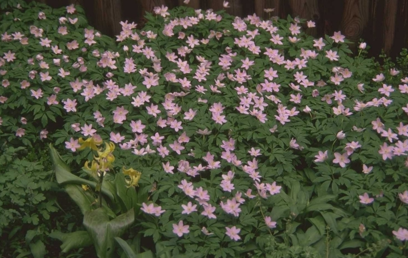 Bosanemoon Anemone nemorosa 'Robinsoniana'