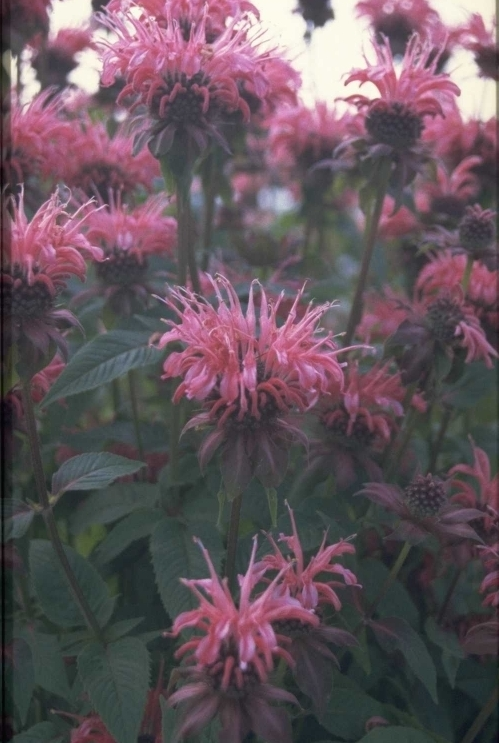 Bergamotplant - Monarda 'Balance'