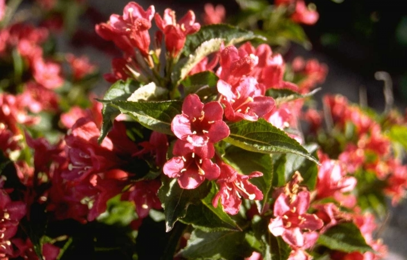 Weigelia - Weigela 'Eva Supreme'