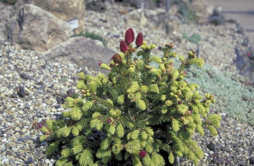 Fijnspar - Picea abies 'Pusch'