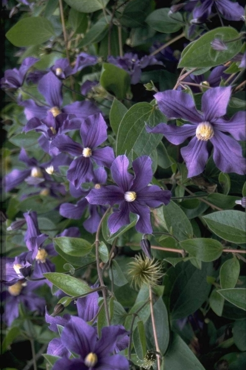 Clematis 'Durandii'