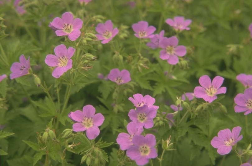 Bosooievaarsbek - Geranium sylvaticum