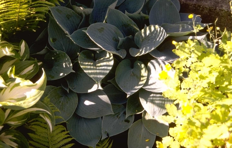 Hartlelie - Hosta 'Hadspen Blue'