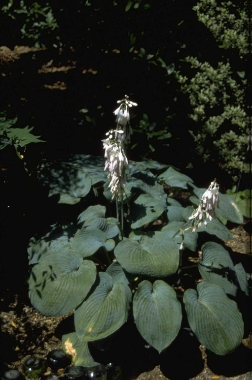 Hartlelie - Hosta 'Bressingham Blue'