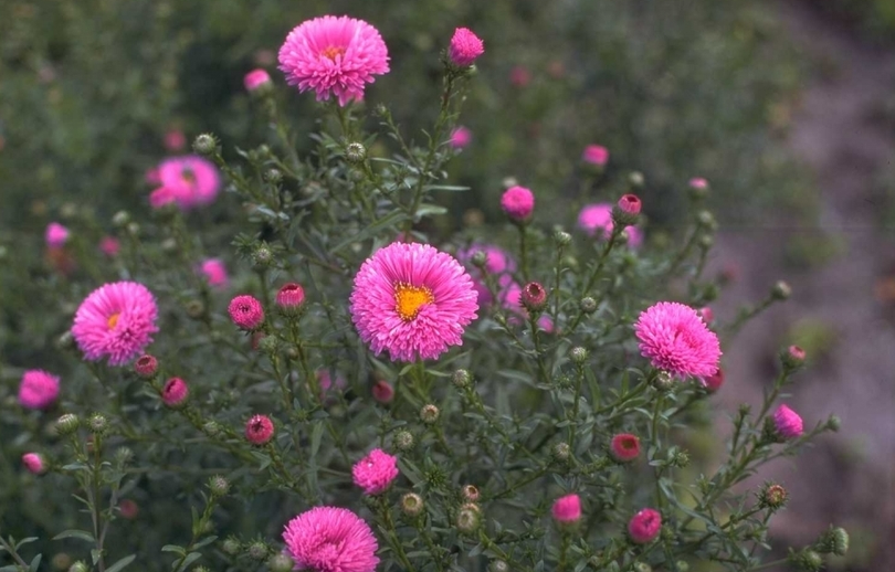 NieuwNederlandse Aster novi-belgii 'Patricia Ballard'