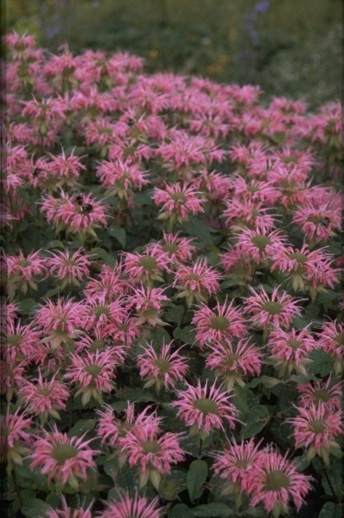 Bergamotplant - Monarda 'Melissa'