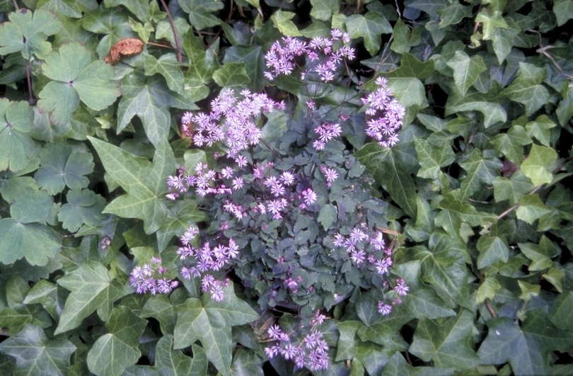 Thalictrum kiusianum