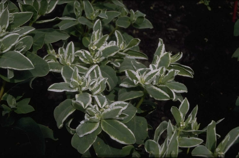 Euphorbia marginata 'White Top'