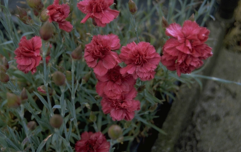 Anjer - Dianthus 'Heidi'