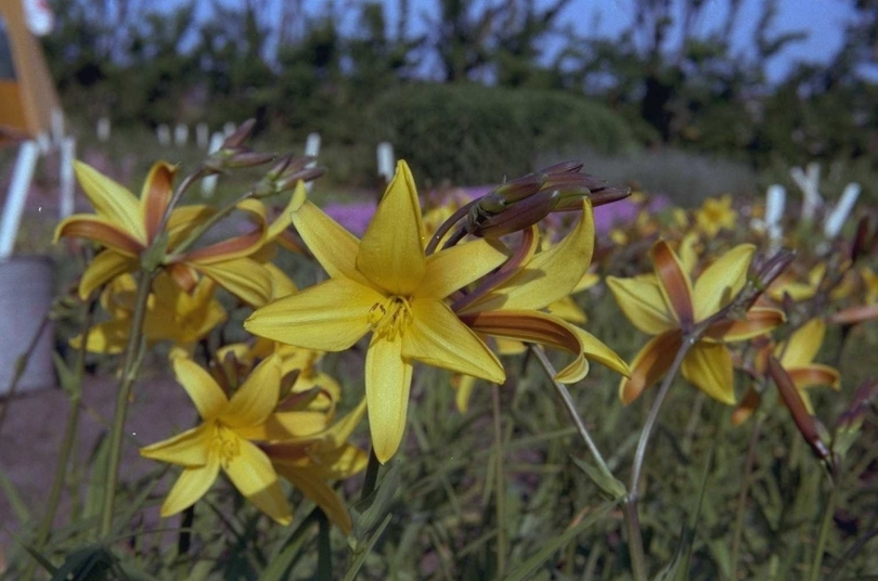 Daglelie - Hemerocallis 'Gold Dust'