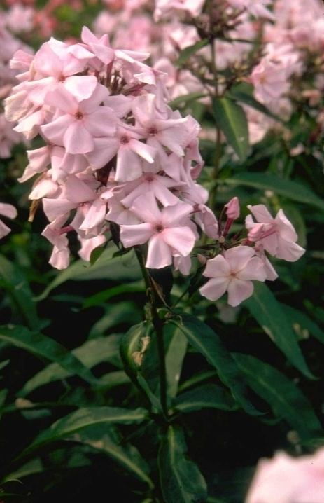 Flox - Phlox 'Elizabeth Arden'