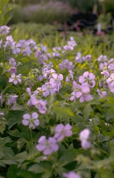 Gevlekte ooievaarsbek - Geranium maculatum 'Chatto'